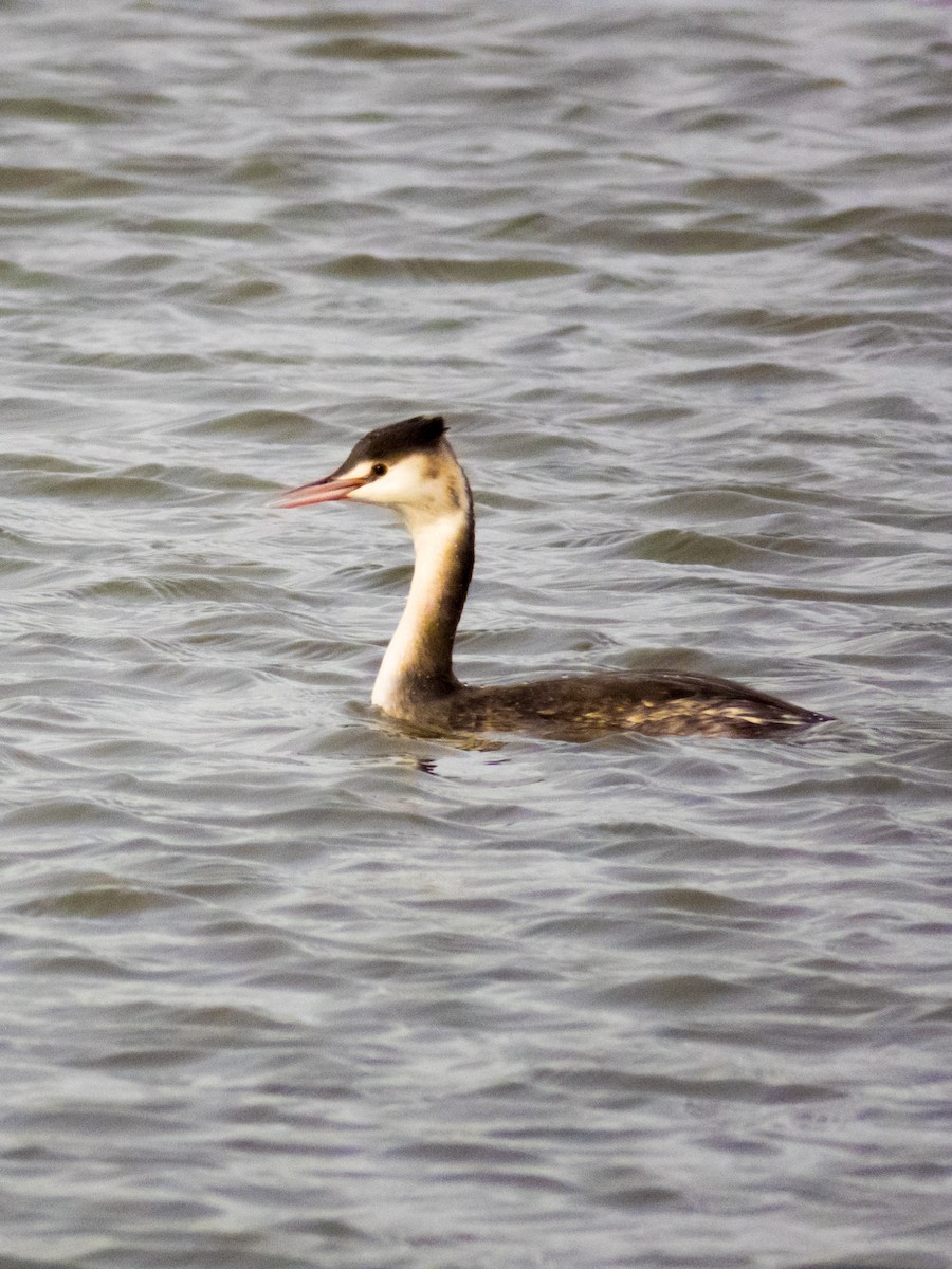 Great Crested Grebe - ML190580831