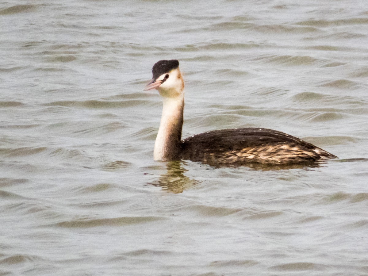 Great Crested Grebe - ML190580841
