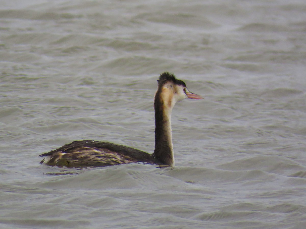 Great Crested Grebe - ML190580851