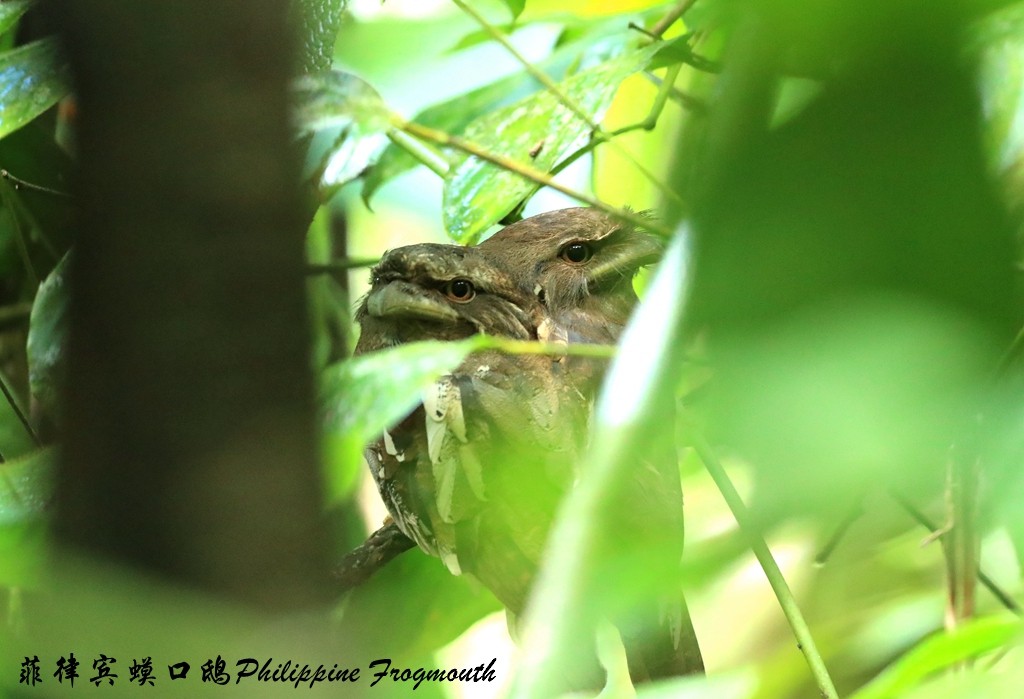 Philippine Frogmouth - ML190580971