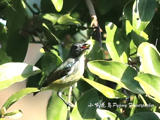 Pygmy Flowerpecker - ML190581221