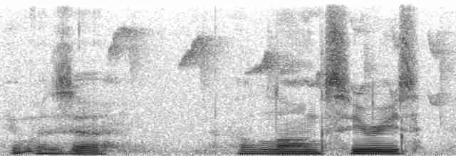 kolibřík orlozobec - ML190586