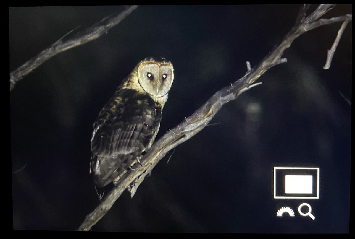 Australian Masked-Owl - Laurie Ross | Tracks Birding & Photography Tours