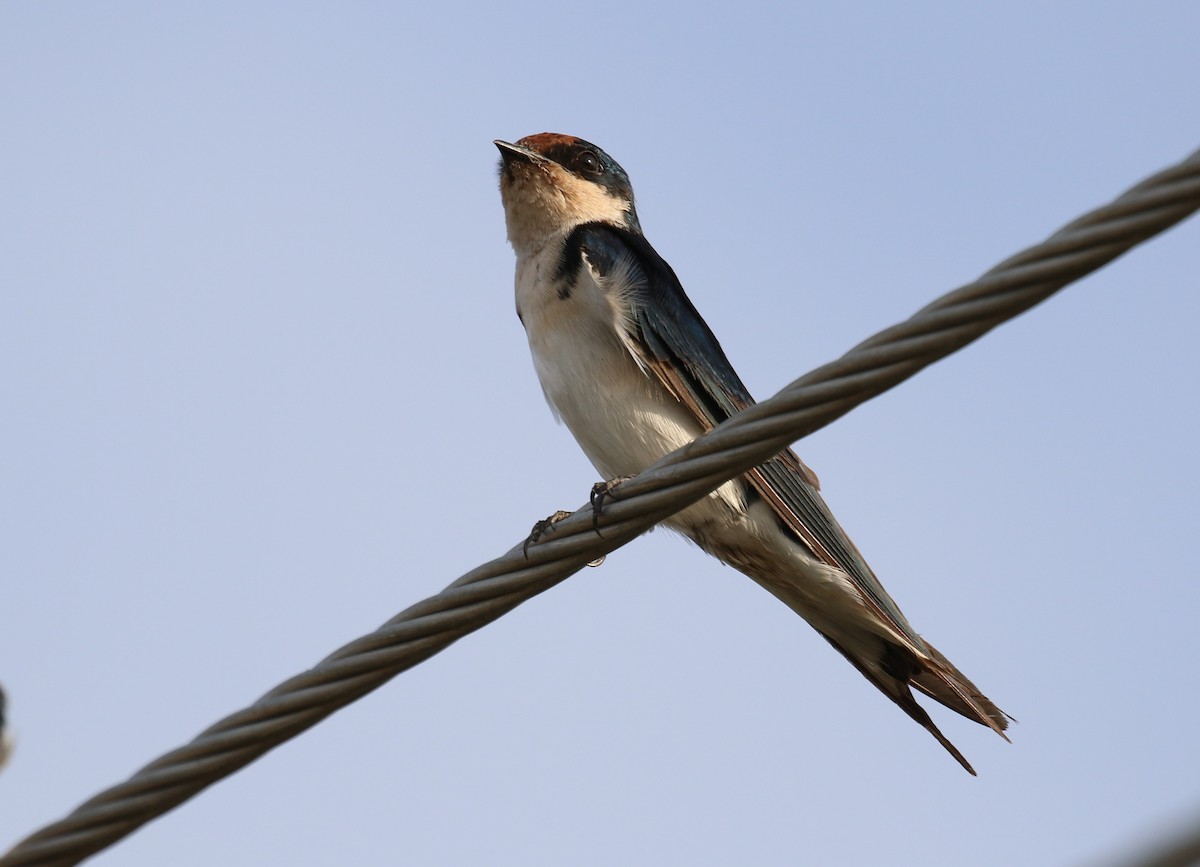 Ethiopian Swallow - ML190590821