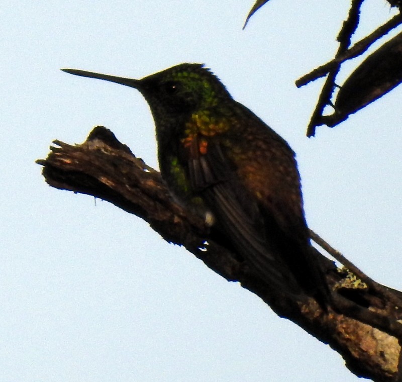 Rufous-tailed Hummingbird - ML190591981