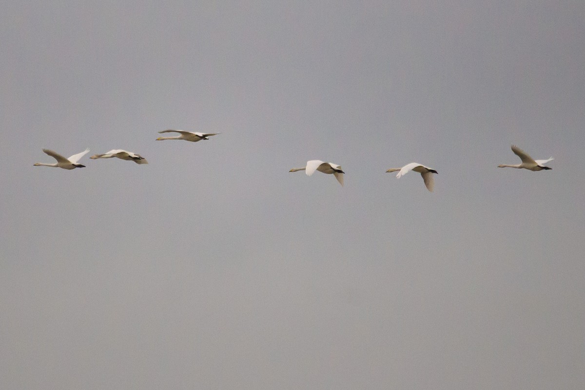 Whooper Swan - Brian Carruthers