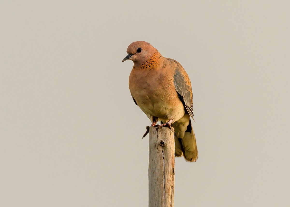 Laughing Dove - ML190595381