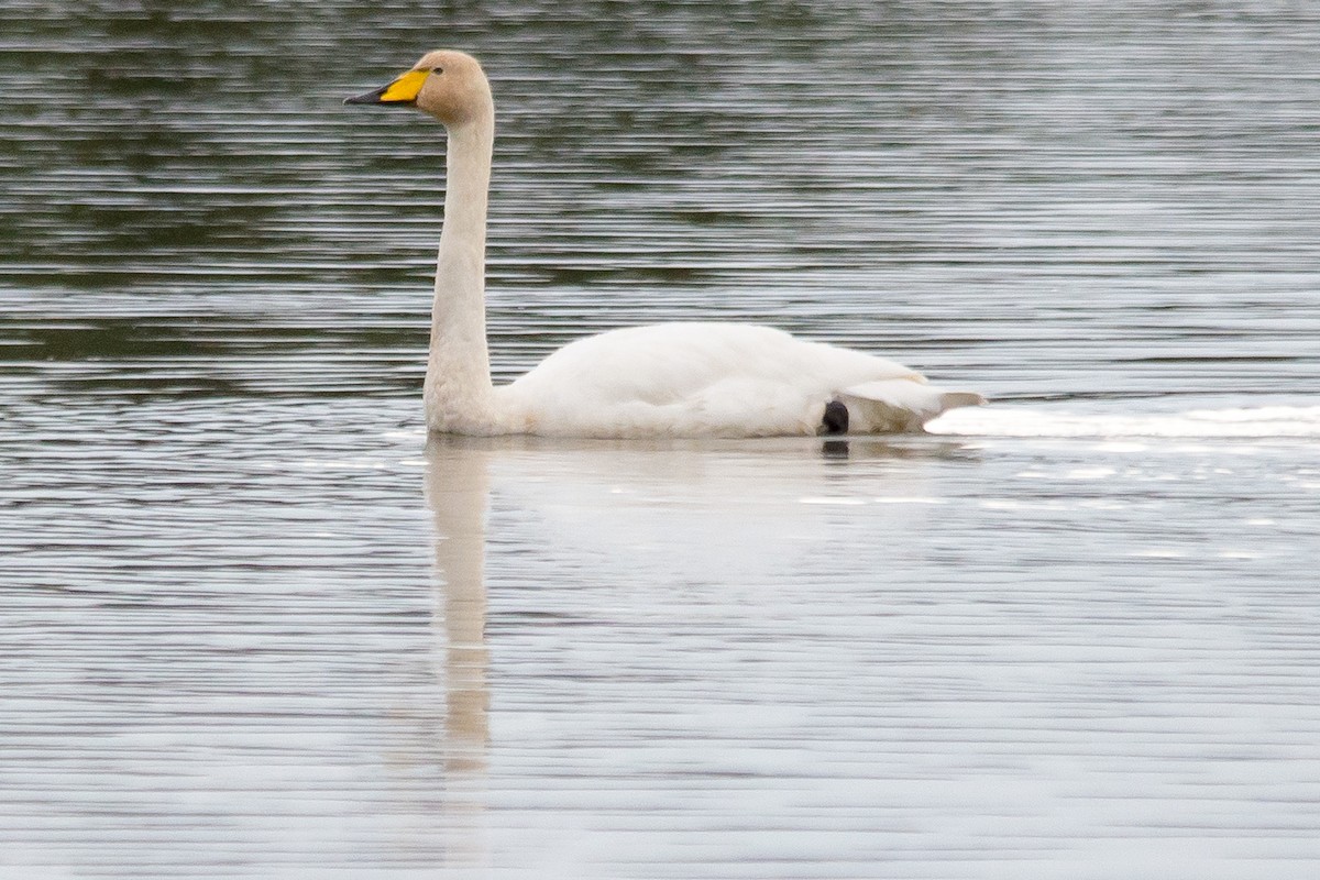 Whooper Swan - Brian Carruthers
