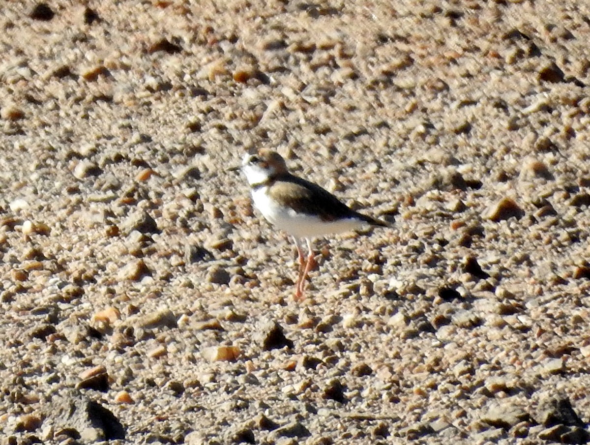 Collared Plover - ML190598771