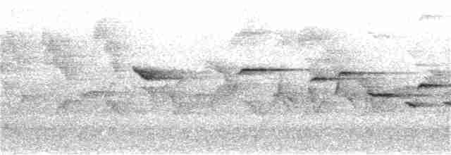 Sulawesifächerschwanz - ML190601331