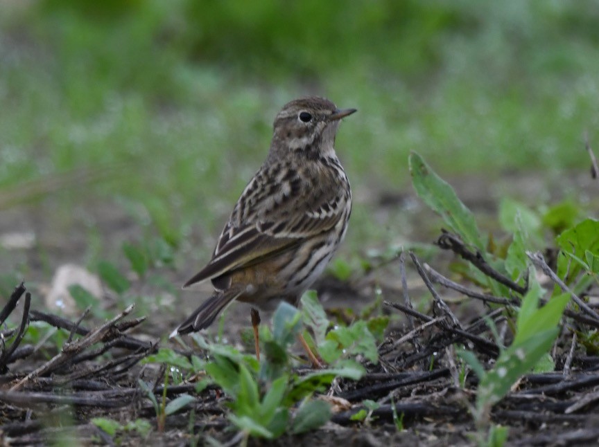Red-throated Pipit - ML190602211
