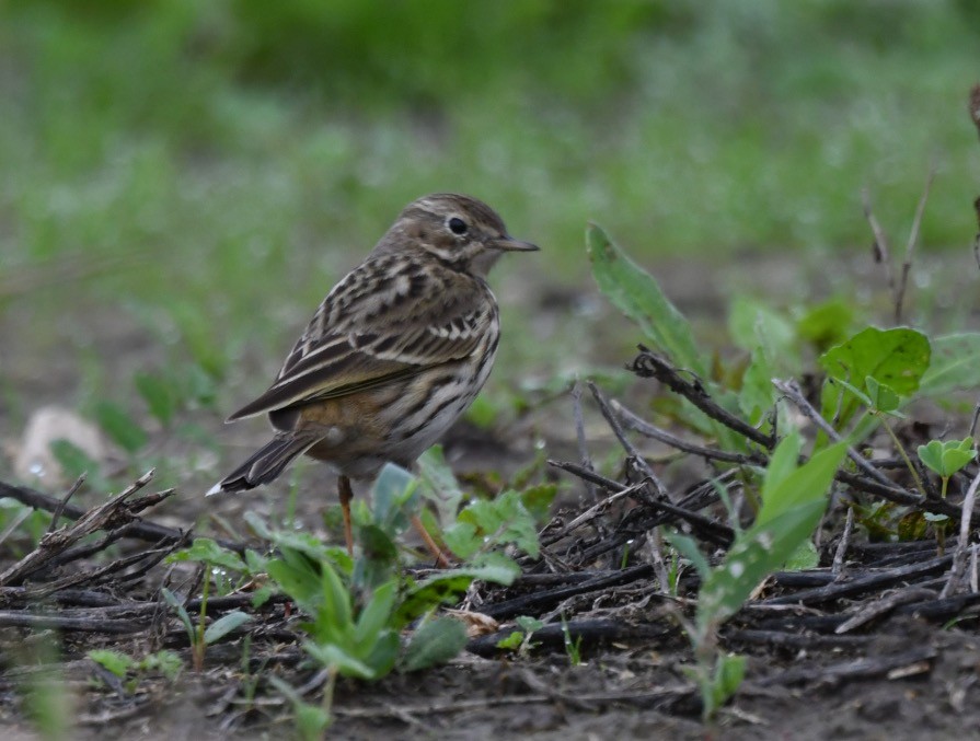 Red-throated Pipit - António Pena