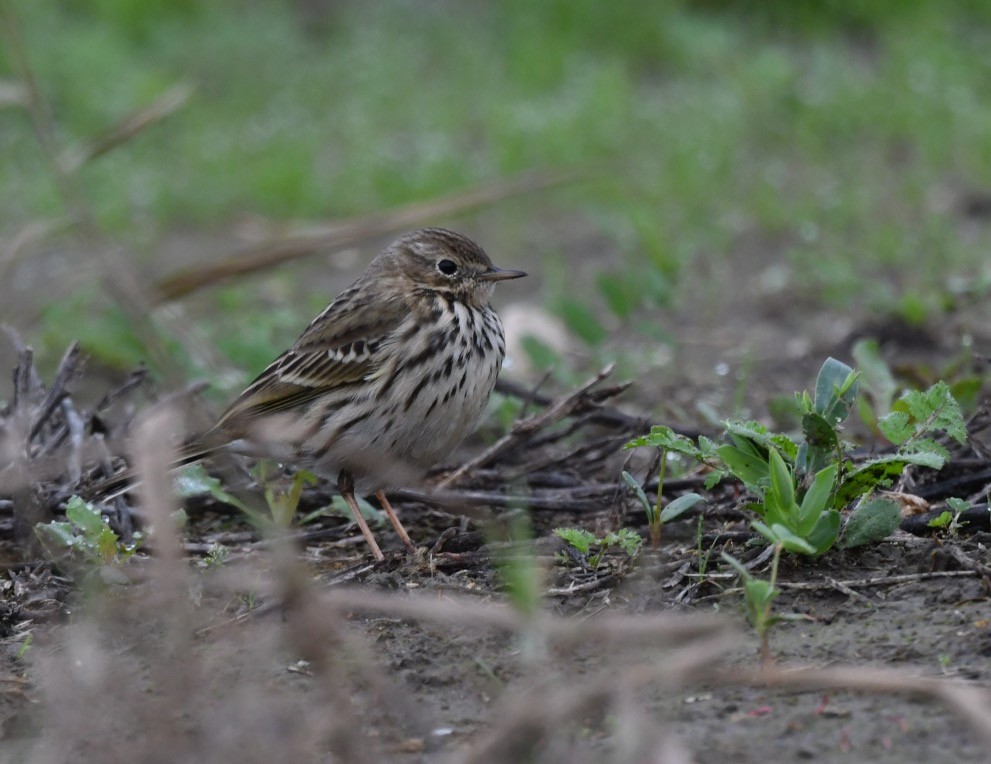 Red-throated Pipit - ML190602231