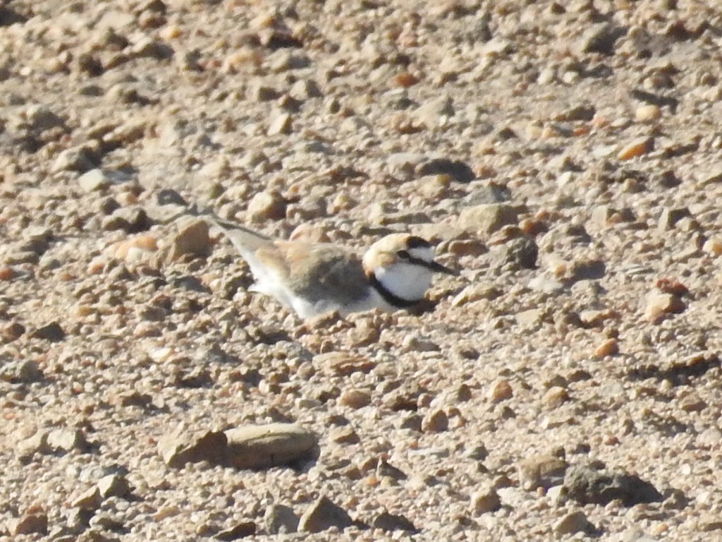 Collared Plover - ML190603031