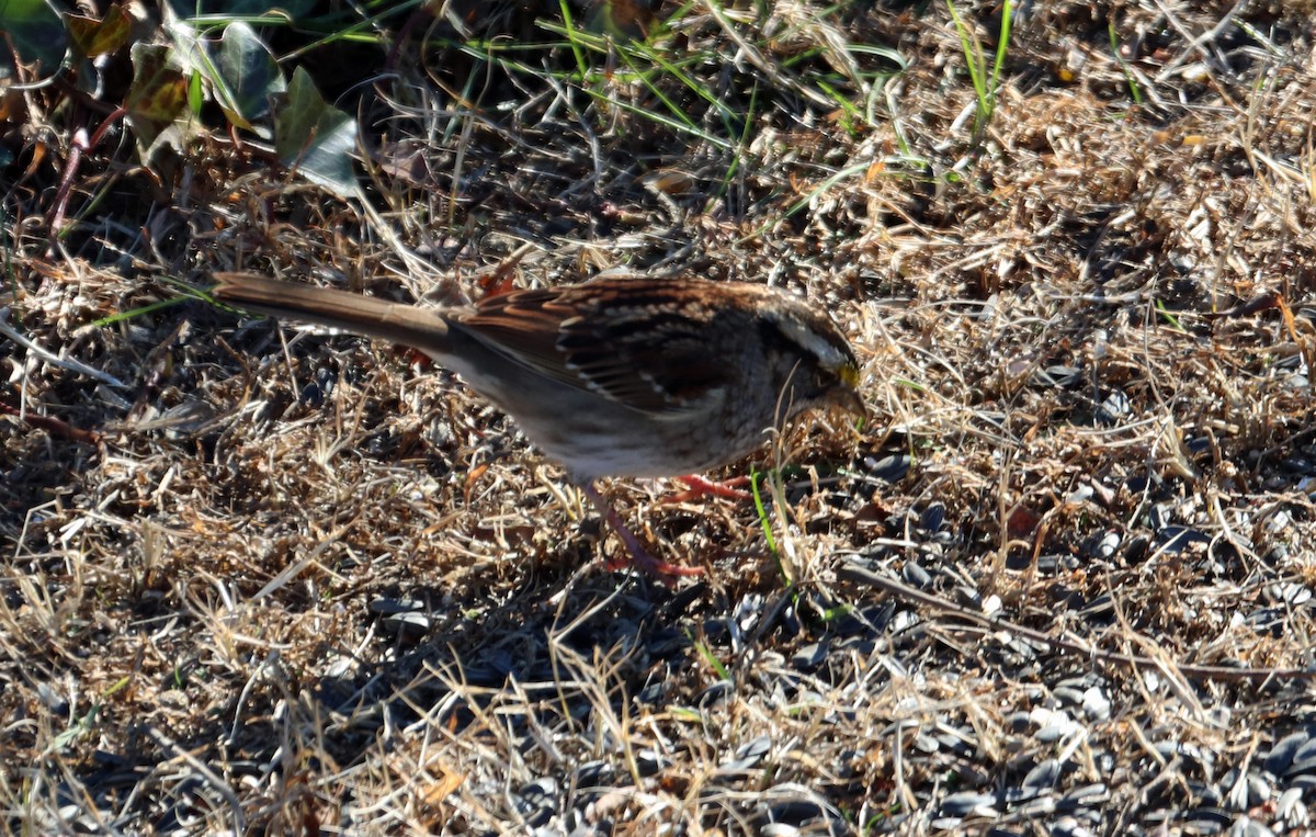 White-throated Sparrow - ML190603511