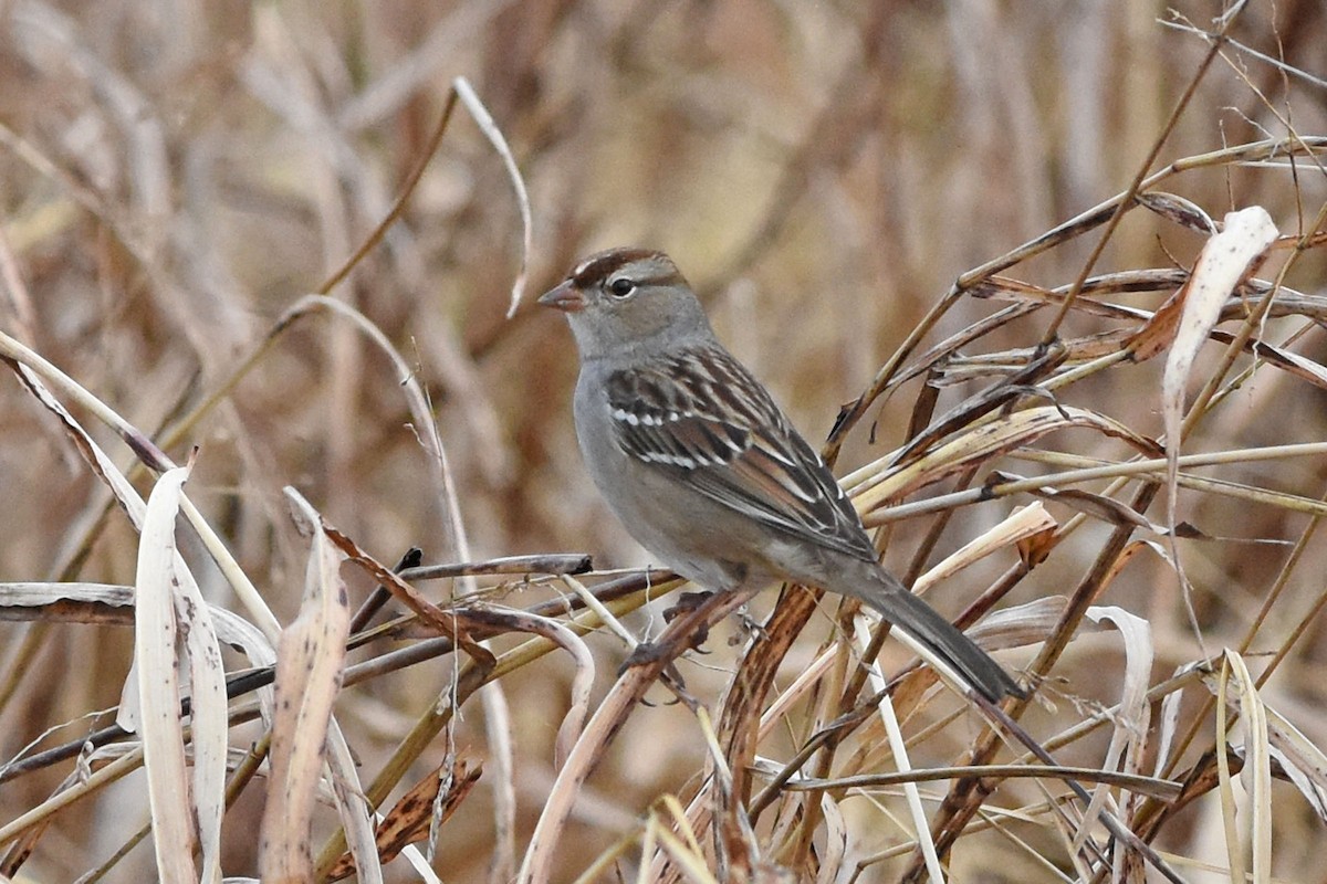 White-crowned Sparrow - Robert Dobbs