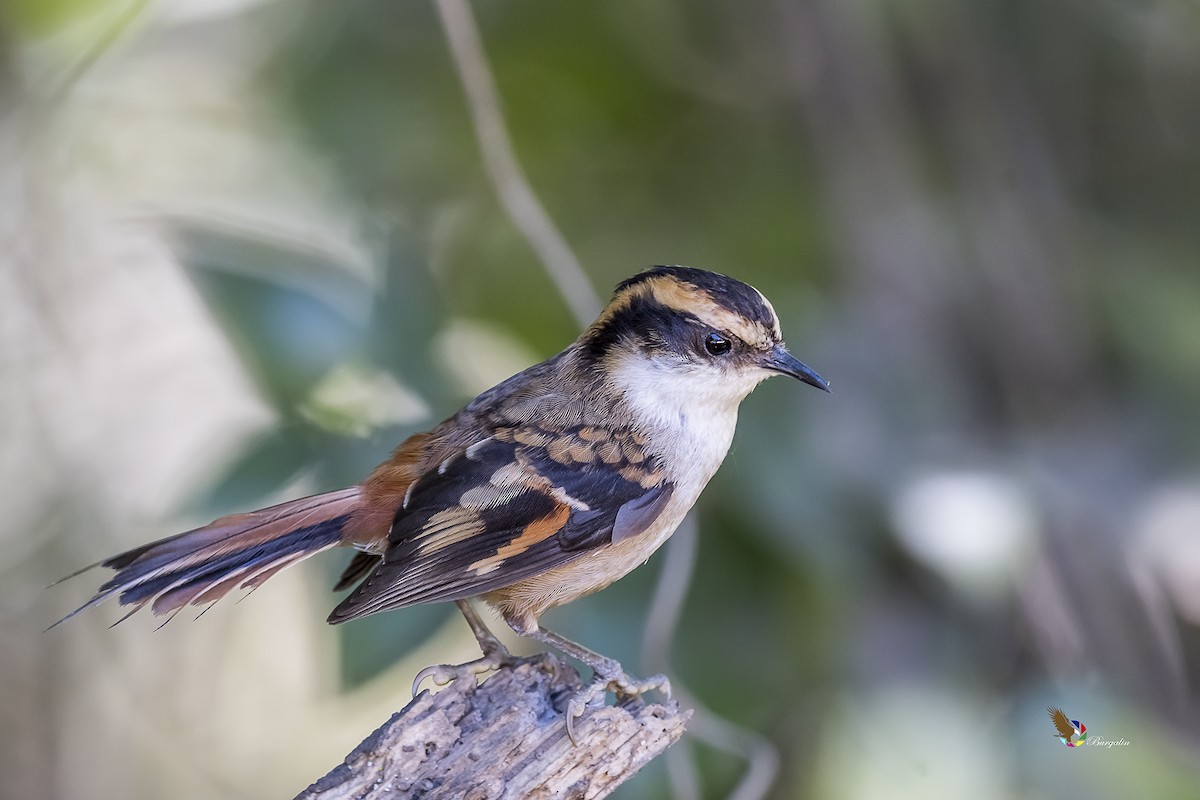 Thorn-tailed Rayadito - fernando Burgalin Sequeria