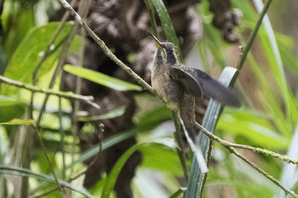 Тёмногорлый колибри-отшельник - ML190606131