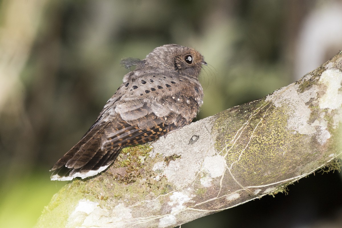 Ocellated Poorwill - ML190608271