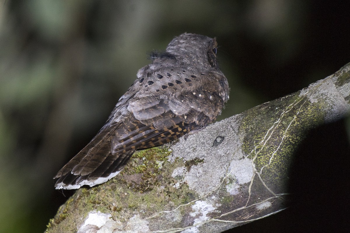 Ocellated Poorwill - ML190608281