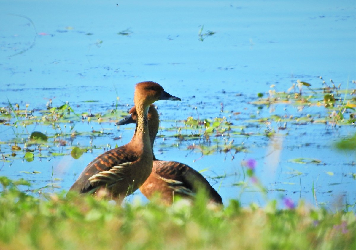 Fulvous Whistling-Duck - Paso Centurión Tours