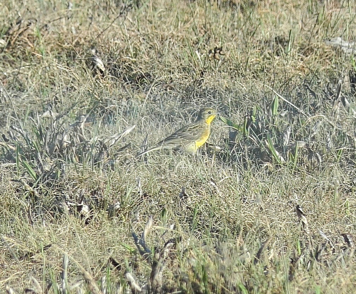Yellow-breasted Pipit - ML190612301