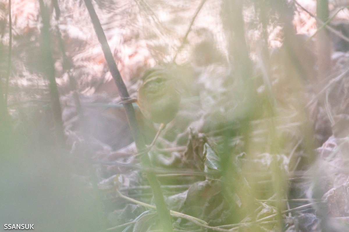 Black-browed Reed Warbler - Sakkarin Sansuk