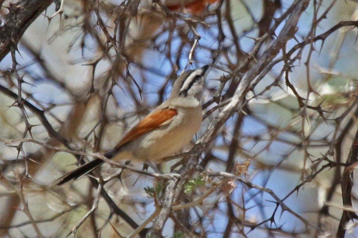 Brown-crowned Tchagra - Joan and/or George Sims