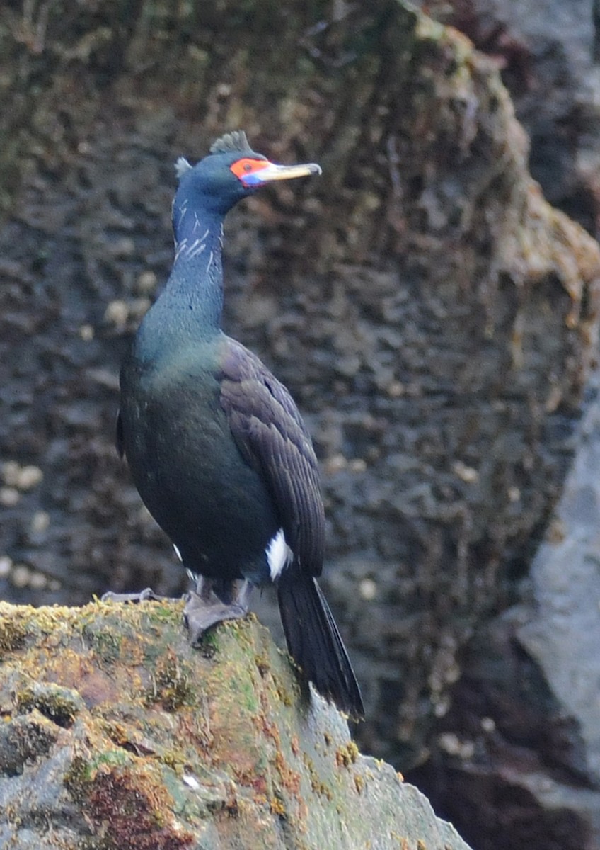 Red-faced Cormorant - ML190624021
