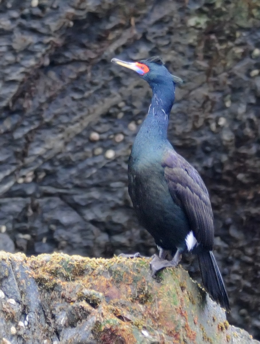 Red-faced Cormorant - ML190624031