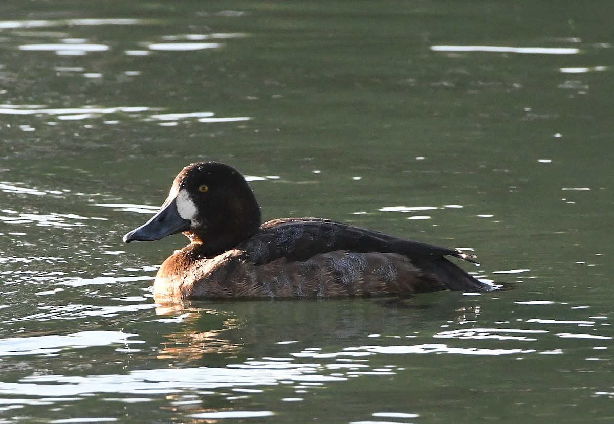 Greater Scaup - David Beaudette