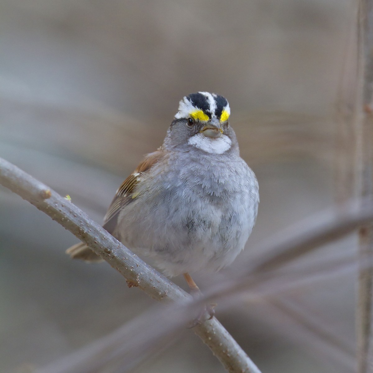 White-throated Sparrow - Arnaud Lacroix
