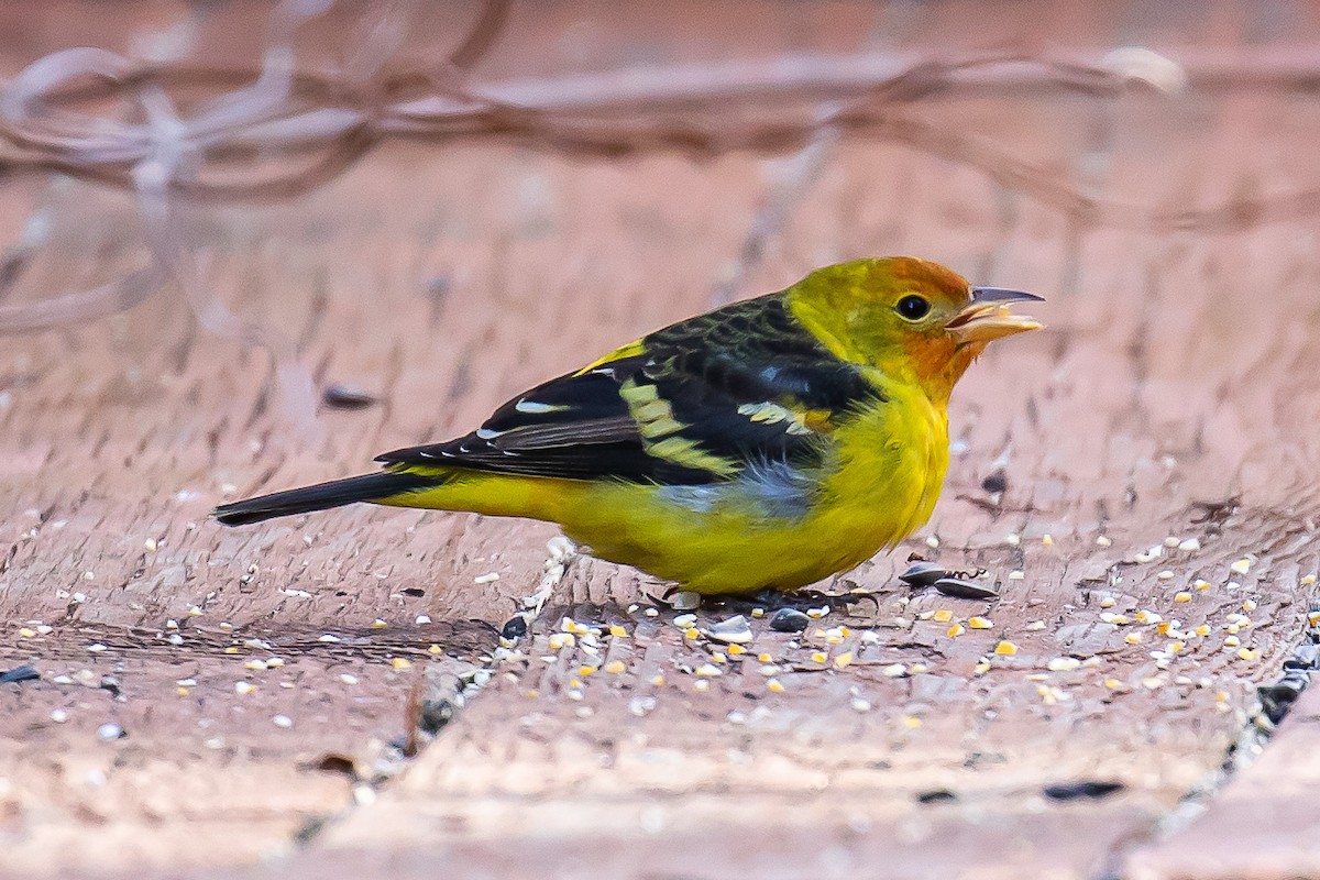 Western Tanager - ML190636521