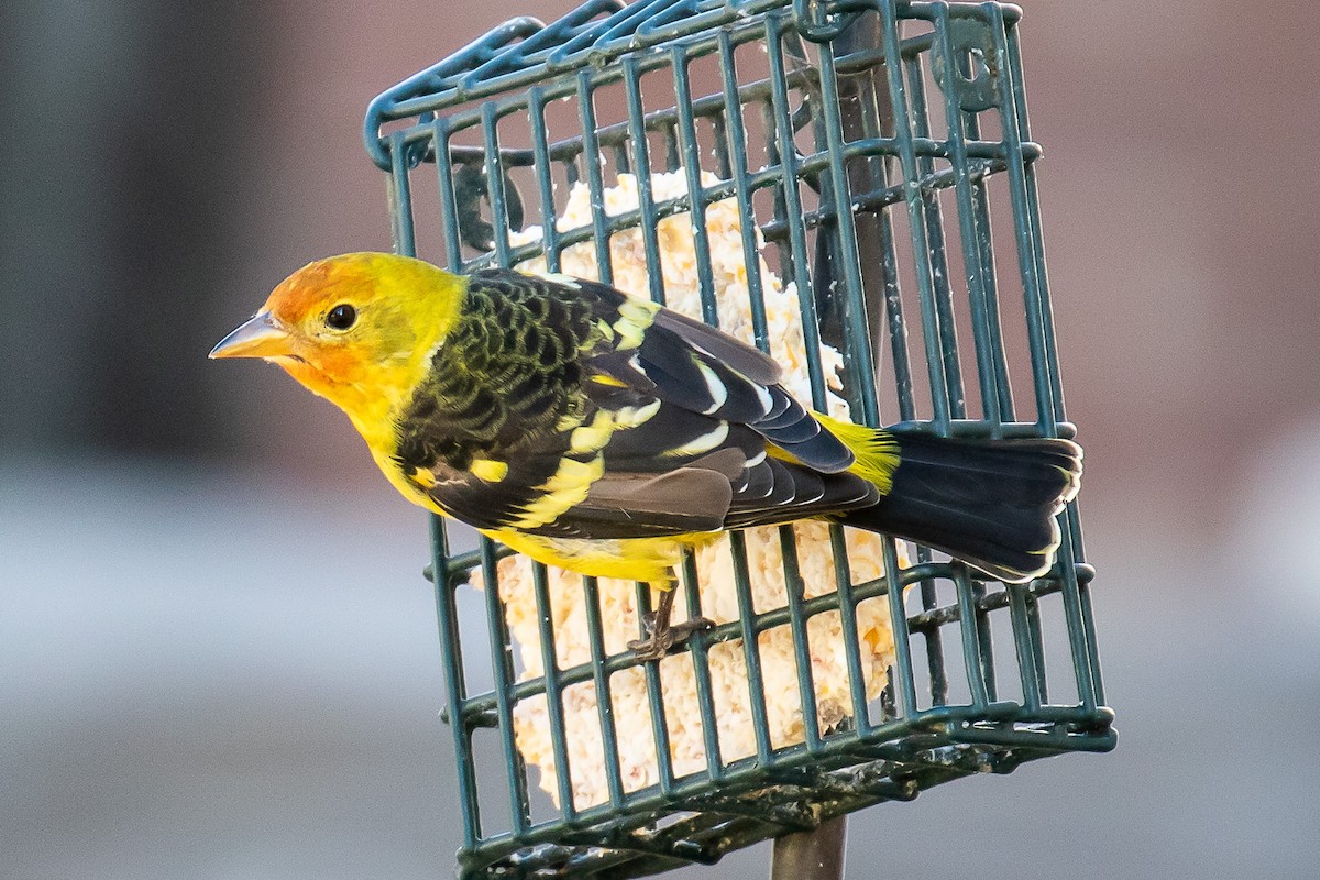 Western Tanager - ML190636551