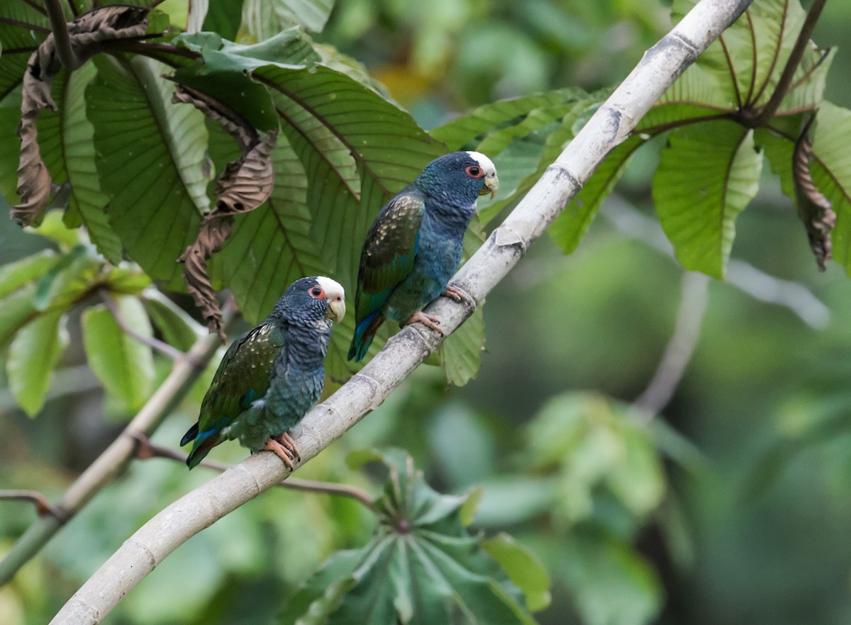 White-crowned Parrot - ML190640671