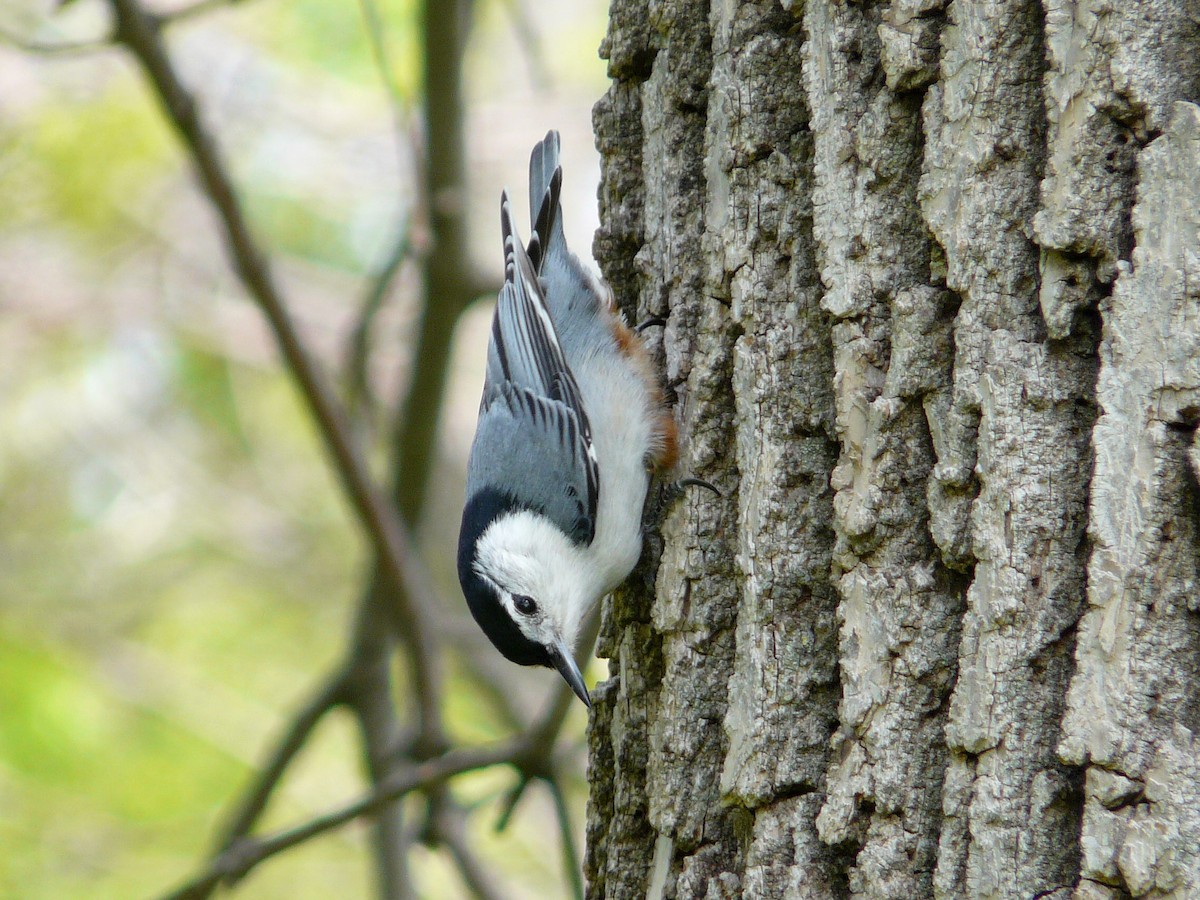White-breasted Nuthatch - Paul Suchanek