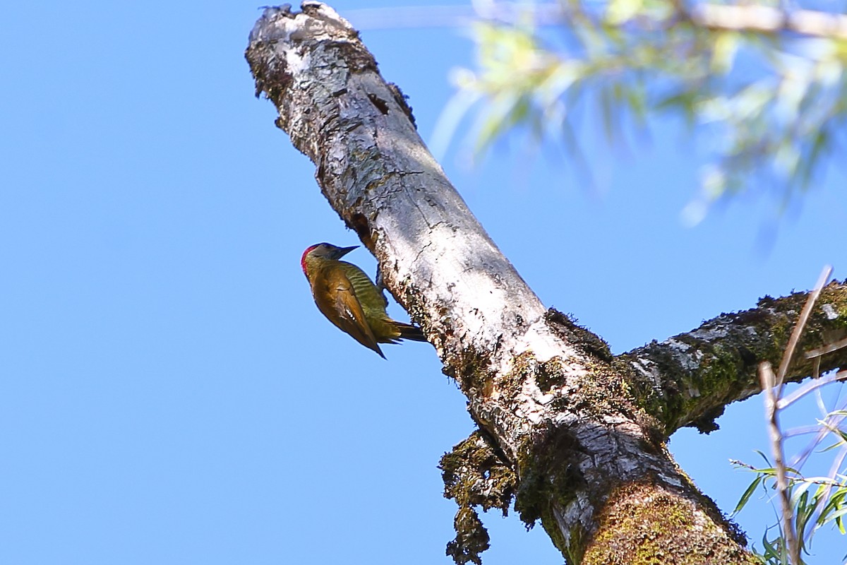 Golden-olive Woodpecker - ML190644611