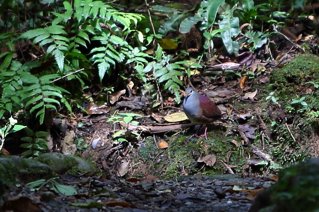 Buff-fronted Quail-Dove - ML190644861