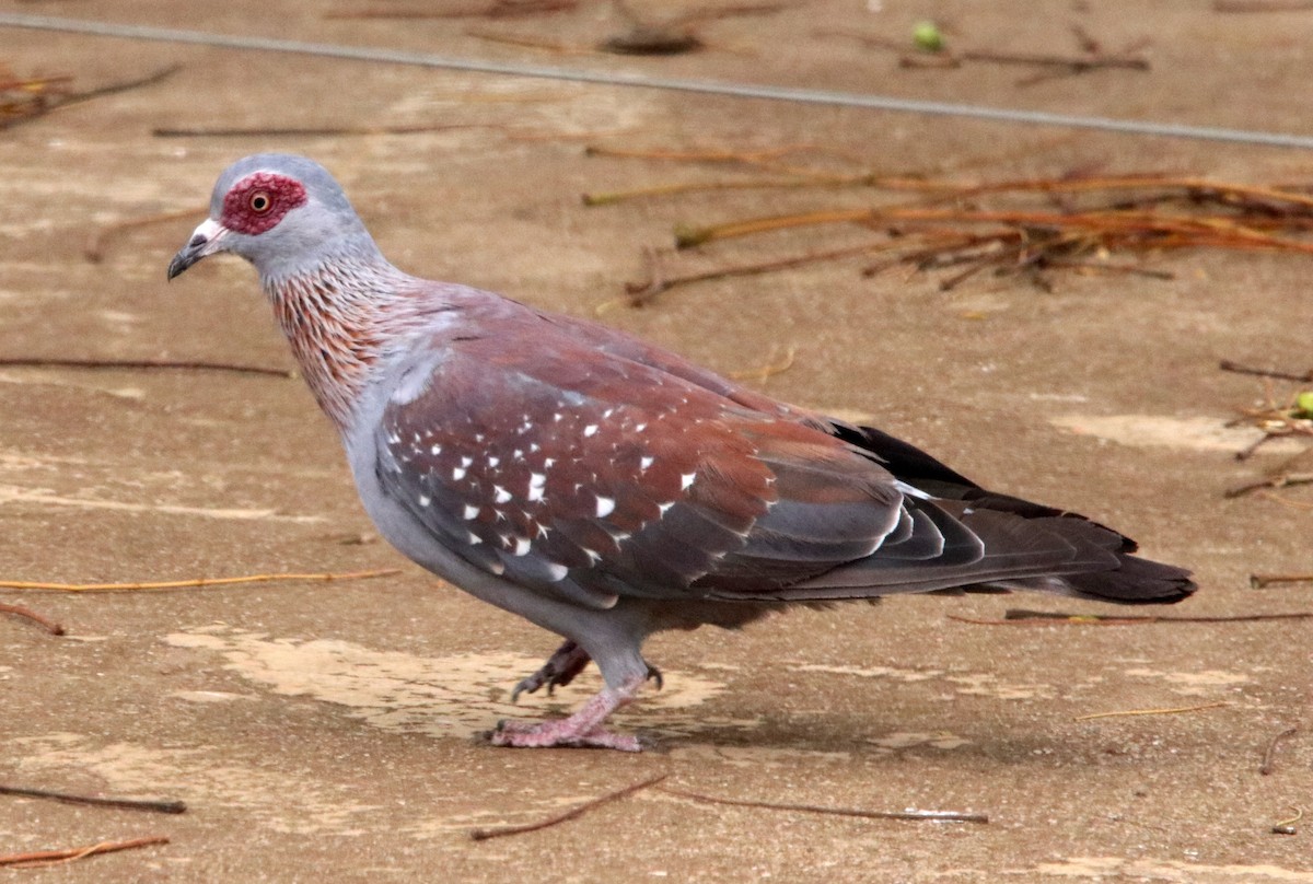 Speckled Pigeon - Loren Kliewer