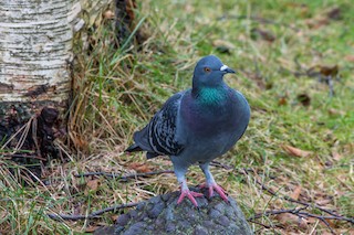 Rock Pigeon (Feral Pigeon), ML190652811