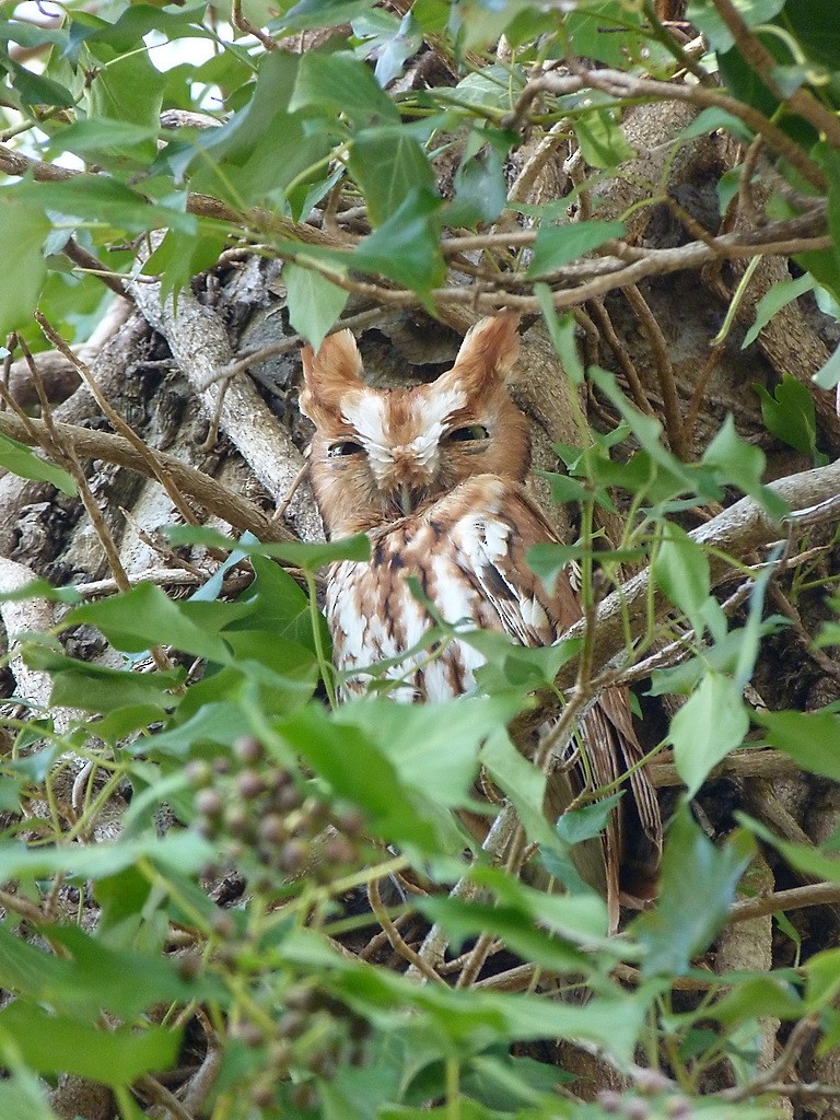 Eastern Screech-Owl - Gerco Hoogeweg