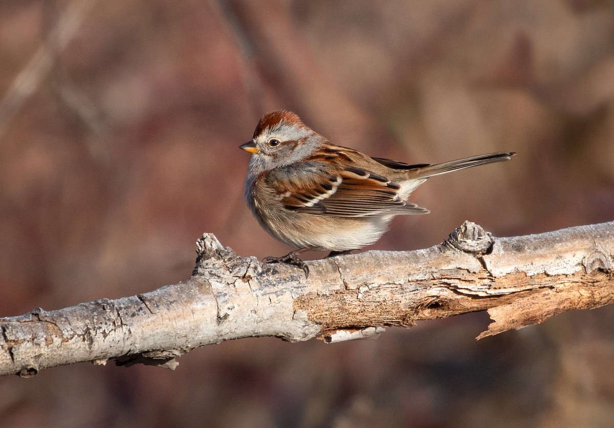 American Tree Sparrow - Suzanne Labbé