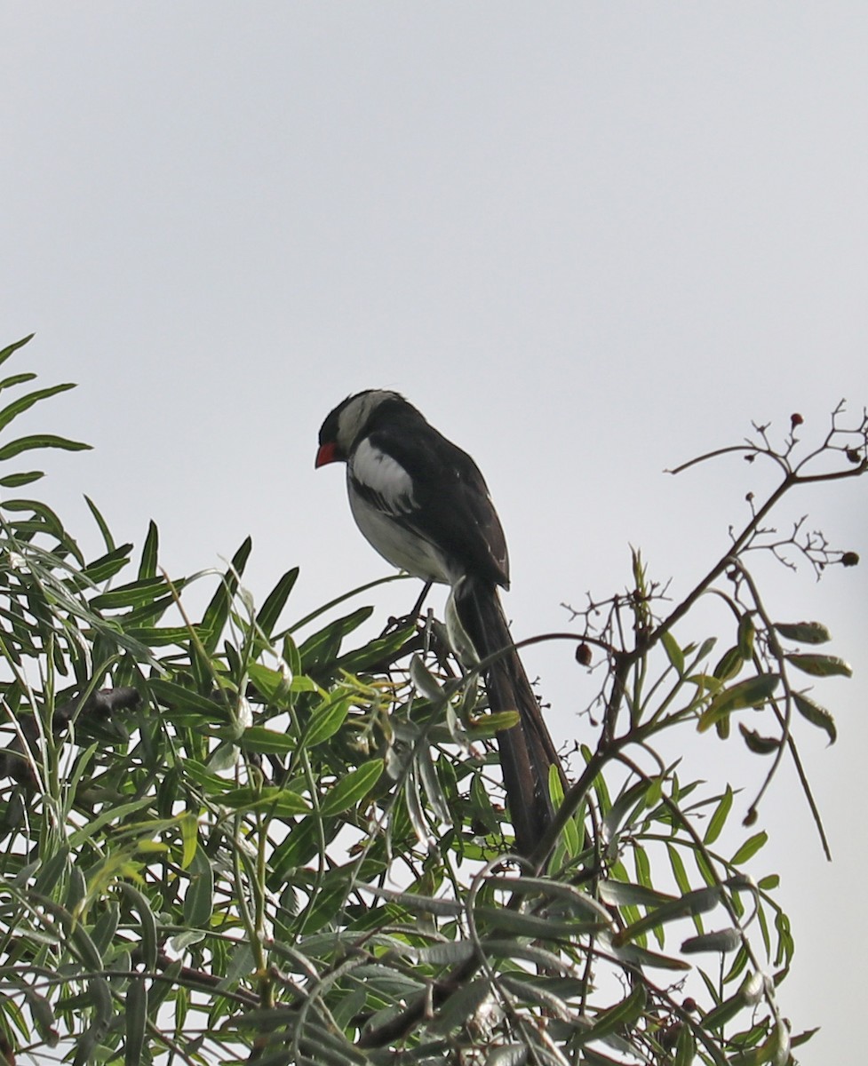Pin-tailed Whydah - Loren Kliewer