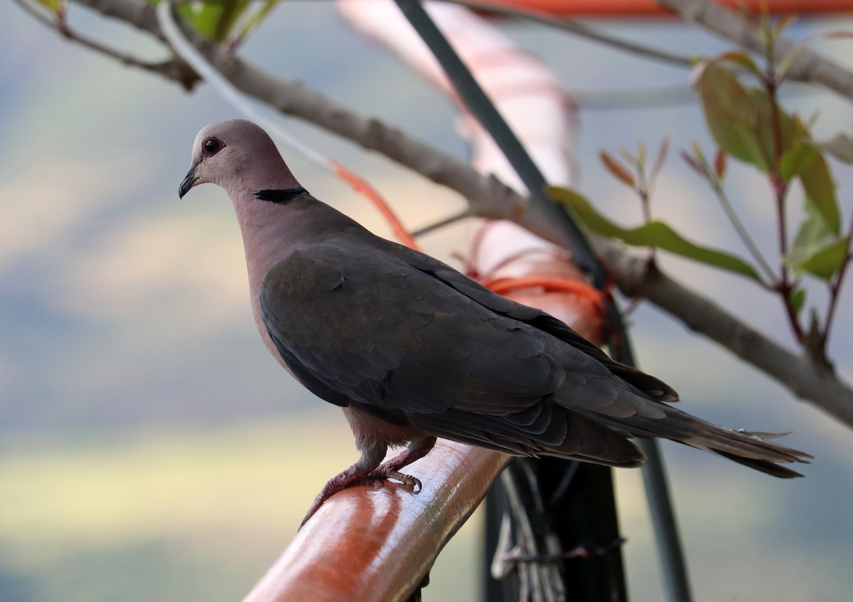 Red-eyed Dove - ML190656011