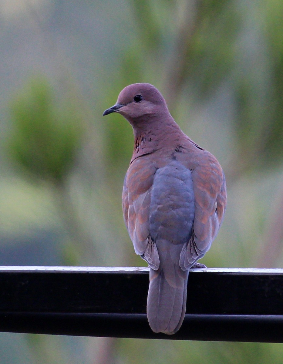 Laughing Dove - ML190656081