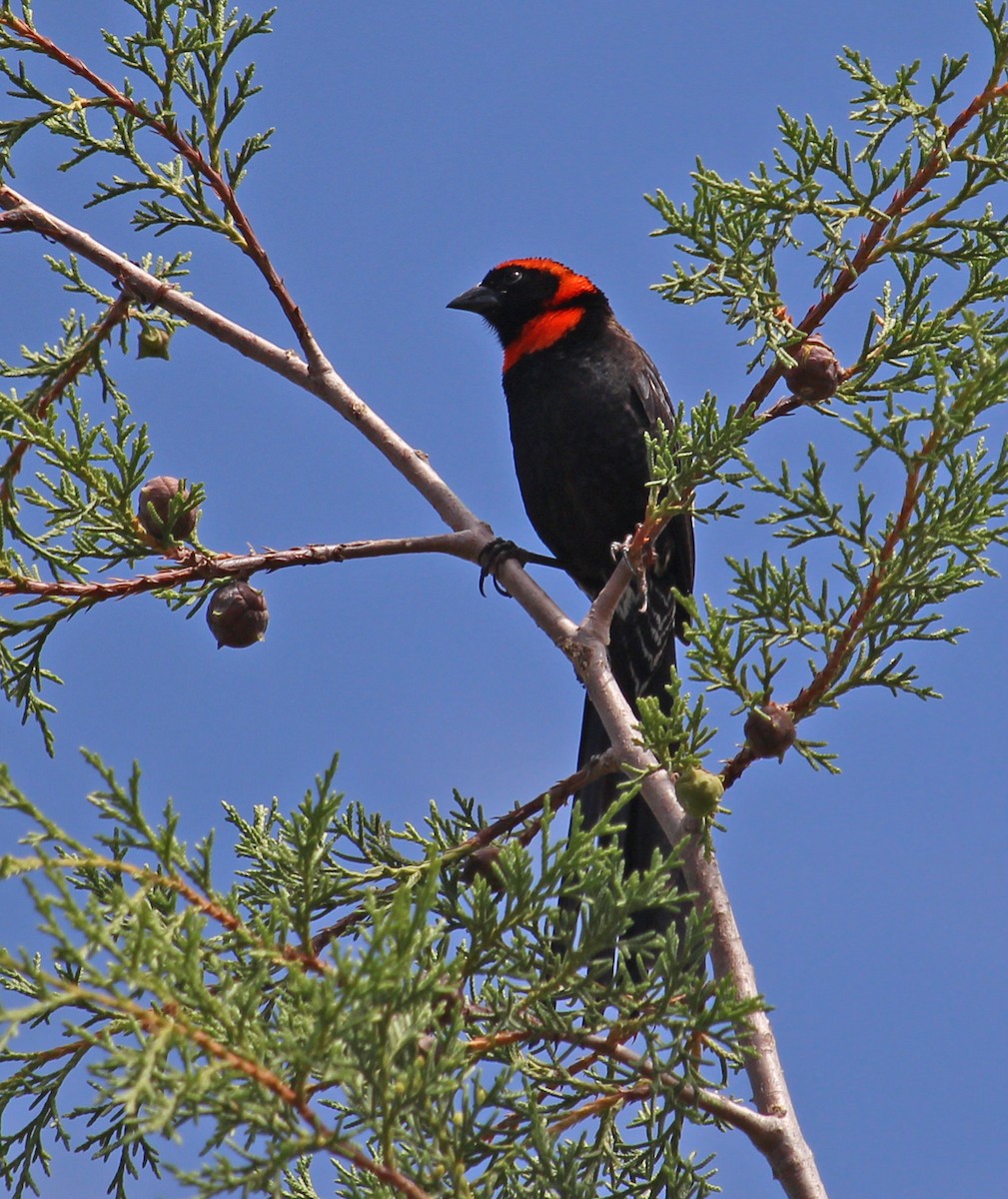 Red-cowled Widowbird - ML190656691