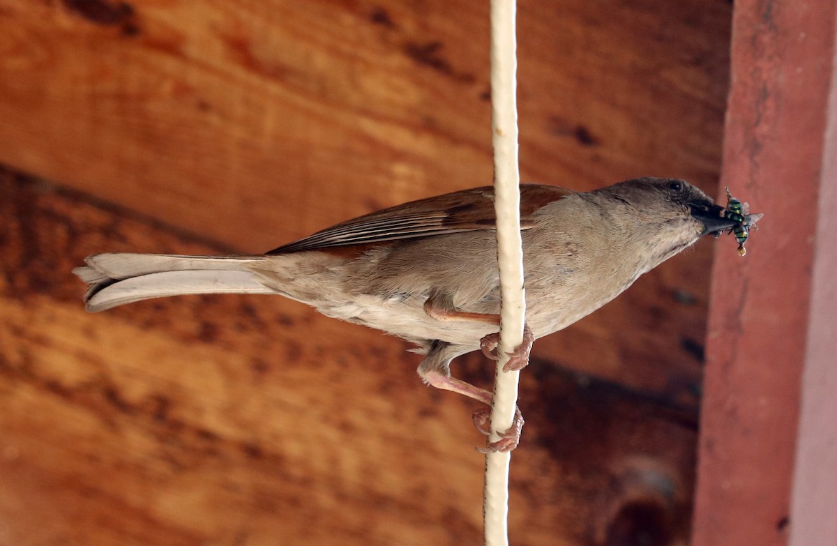 Northern Gray-headed Sparrow - Loren Kliewer