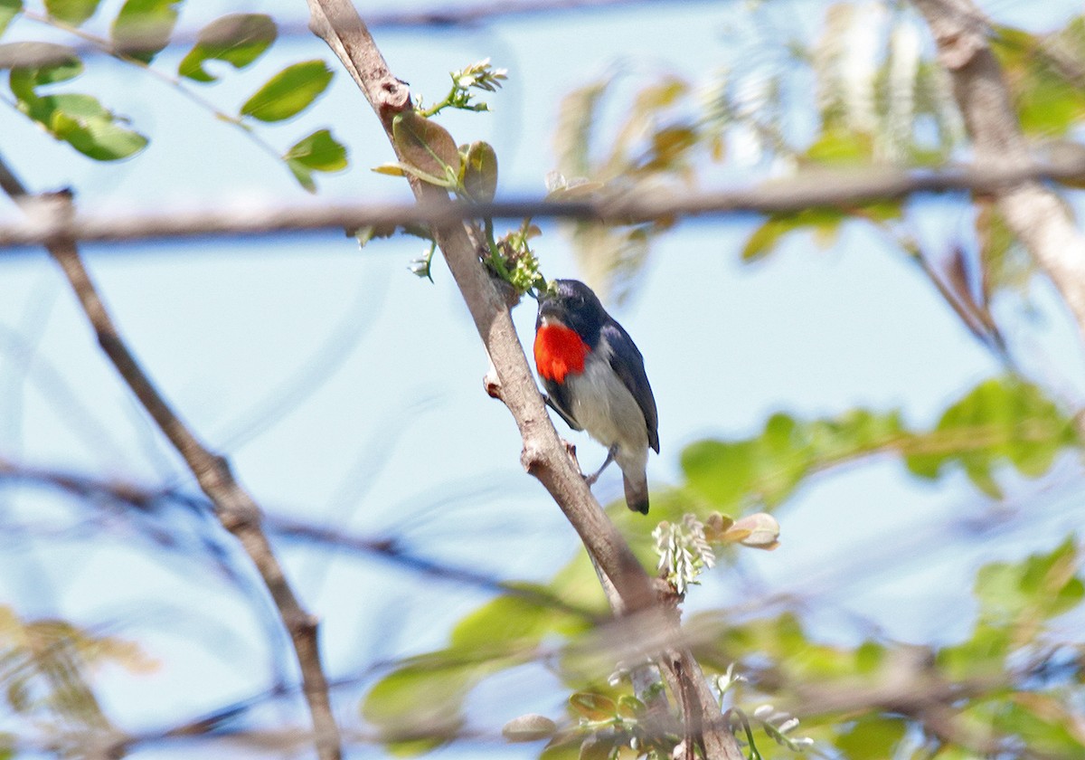 Blood-breasted Flowerpecker (Sumba) - ML190658381