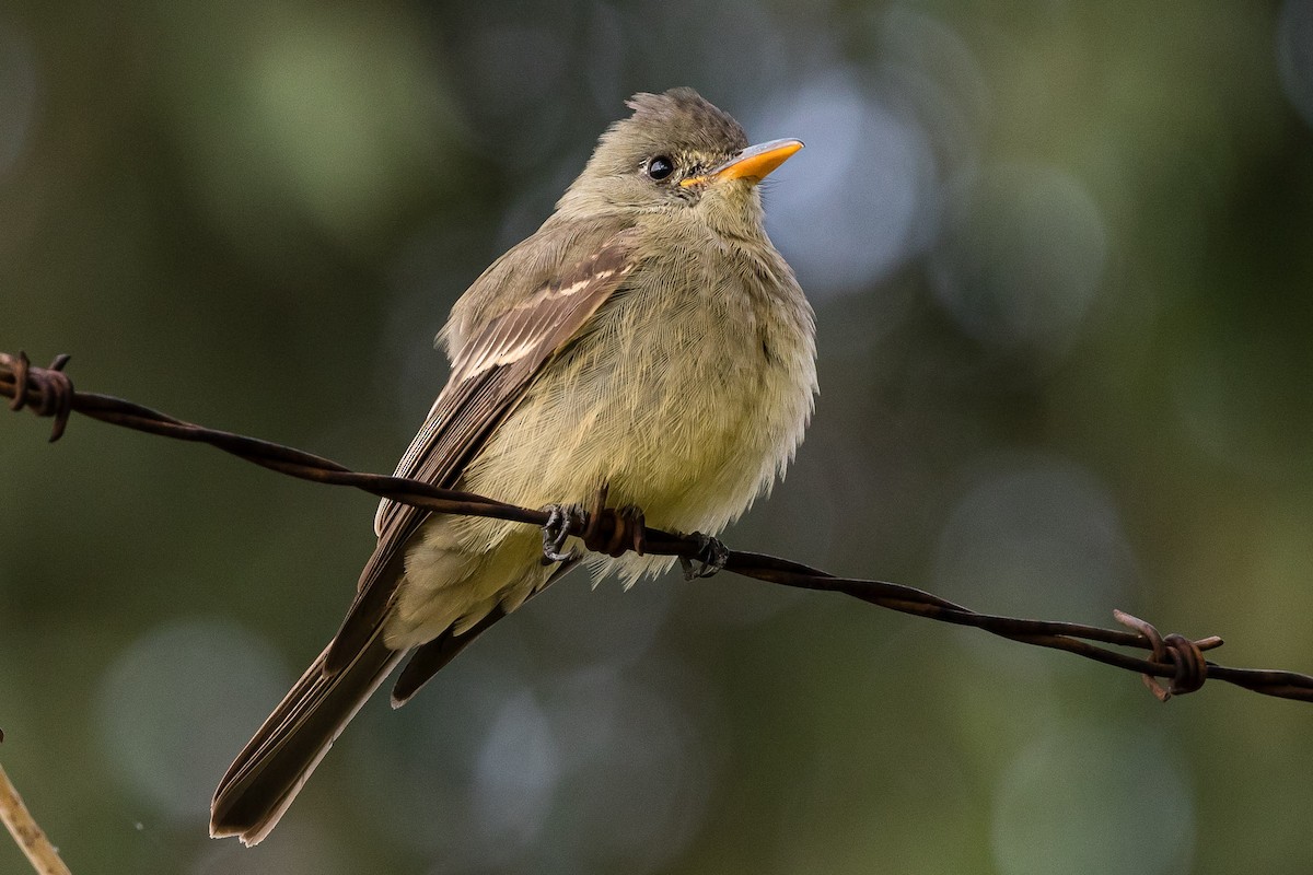 Greater Pewee - ML190661691