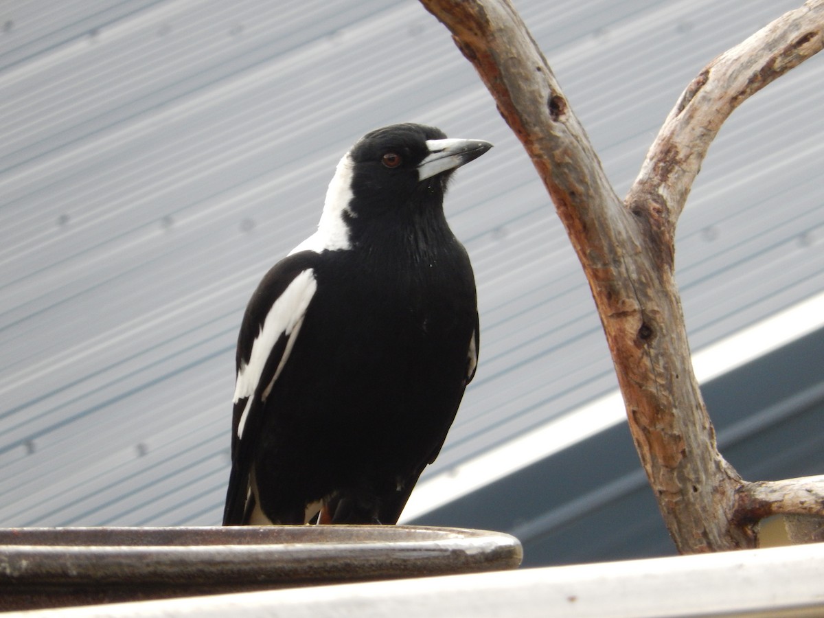 Australian Magpie (Tasmanian) - ML190661821